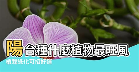 陽台種玫瑰風水|陽台植物風水指南：打造美觀旺運的陽台 